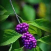 American Beautyberry Tree Live Plant - 12-18 Inch Shrub Tree