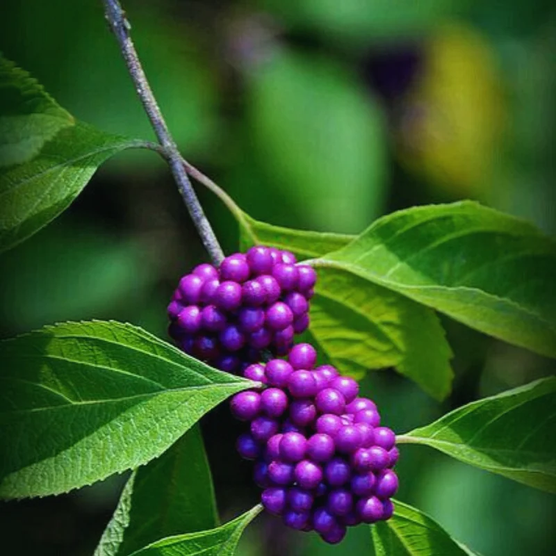 American Beautyberry Tree Live Plant - 12-18 Inch Shrub Tree