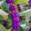 American Beautyberry Tree Live Plant - 18-24 Inches Shrub - Garden Ready