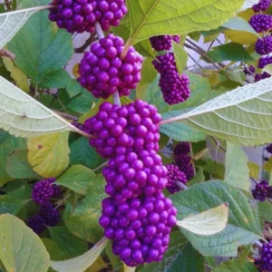 American Beautyberry Tree Live Plant - 18-24 Inches Shrub - Garden Ready