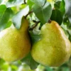 Green Pear Tree Live Plant - Bare Root Pear Fruit Tree - 12-18 Inches - Garden Ready