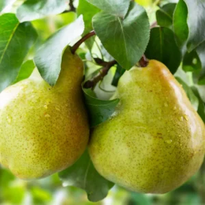 Green Pear Tree Live Plant - Bare Root Pear Fruit Tree - 12-18 Inches - Garden Ready