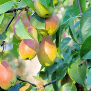 Green Pear Tree Live Plant - Bare Root Pear Fruit Tree - 12-18 Inches - Garden Ready