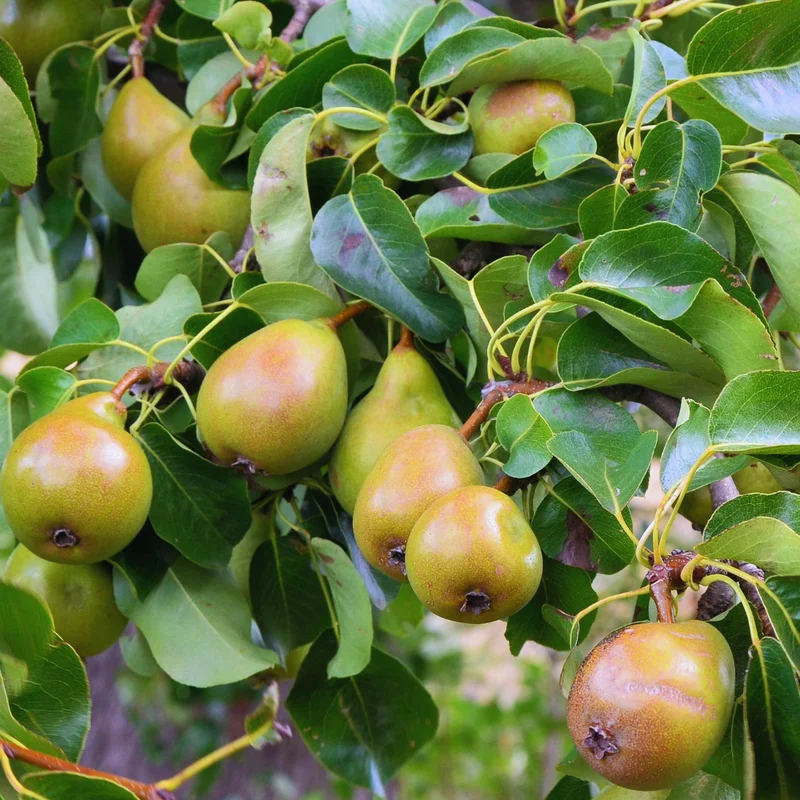 Green Pear Tree Live Plant - Bare Root Pear Fruit Tree - 12-18 Inches - Garden Ready