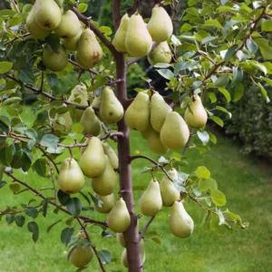 Pear Fruit Tree - Bare Root Green Pear Live Plant 1.5-2 ft - Garden Planting