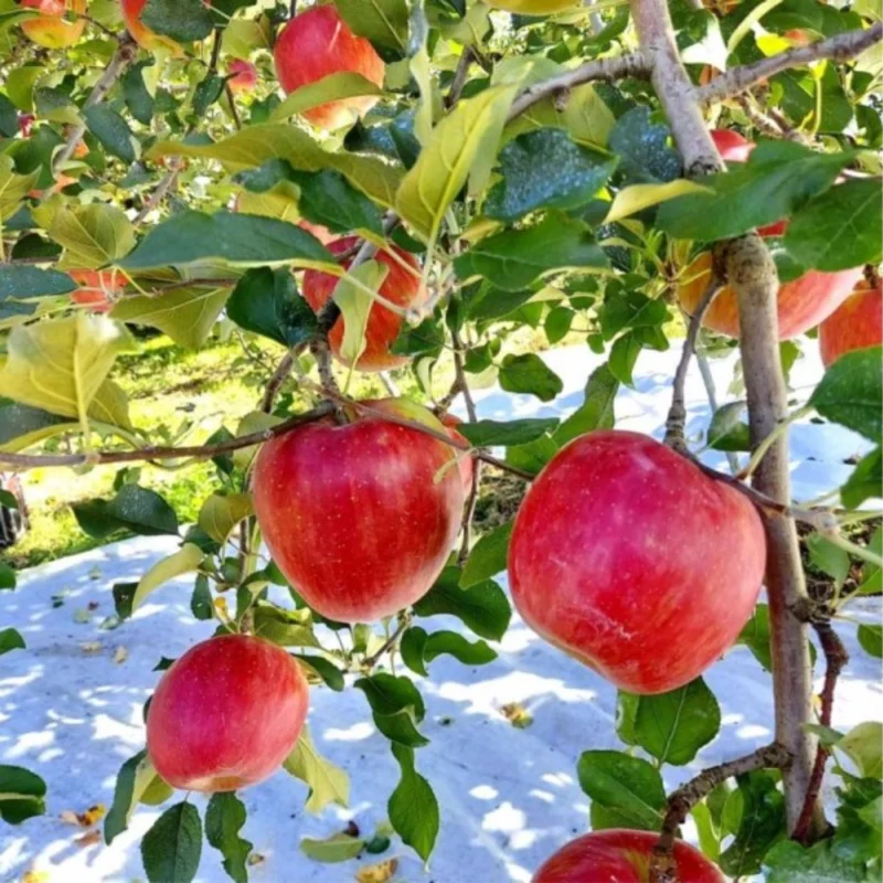 Pink Apple Tree Live Plant - 12-18 Inch Bare Root Apple Fruit Tree for Garden