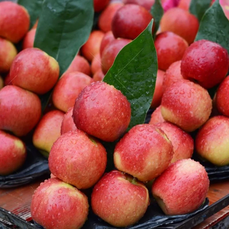 Pink Apple Tree Live Plant - 12-18 Inch Bare Root Apple Fruit Tree for Garden