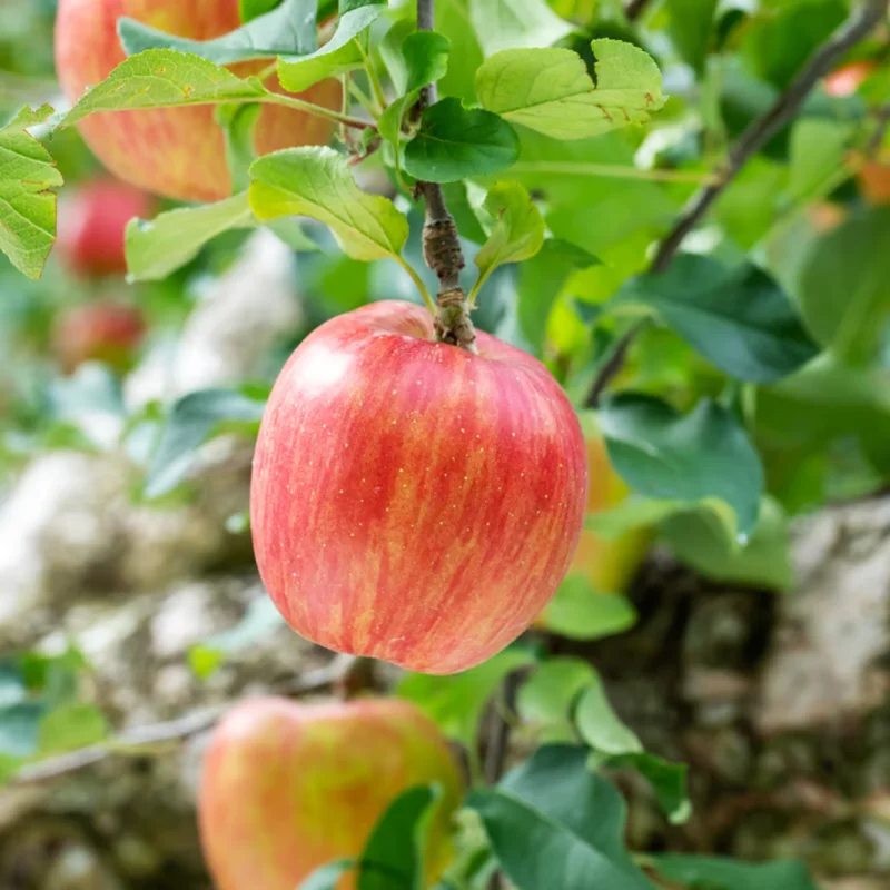 Pink Apple Tree Live Plant - 12-18 Inch Bare Root Apple Fruit Tree for Garden