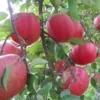 Pink Apple Tree Live Plant - 12-18 Inch Bare Root Apple Fruit Tree for Garden