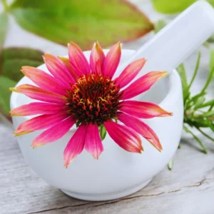 Echinacea Purpurea Plants - 50 Purple Coneflower Bare Roots 4-6 Inch Live Flower Plant