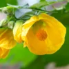 Abutilon Plants - 2 Live Lantern Abutilon Plants, 4-6 Inch Height, Bell Shaped Flowers