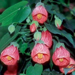 Abutilon Plants - 2 Live Lantern Abutilon Plants, 4-6 Inch Height, Bell Shaped Flowers