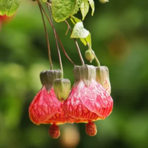 2 Pink Abutilon Plants