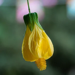 2 Yellow Abutilon Plants
