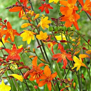 Crocosmia Lucifer Bulbs - 30 Perennial Flower Bulbs for Spring Gardens