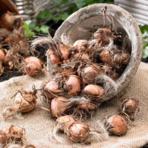 Crocosmia Lucifer Bulbs - 30 Perennial Flower Bulbs for Spring Gardens