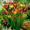 Mix Crocosmia