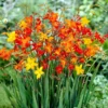 Mix Crocosmia