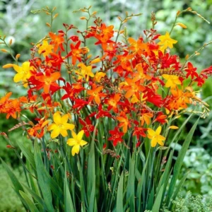 Mix Crocosmia