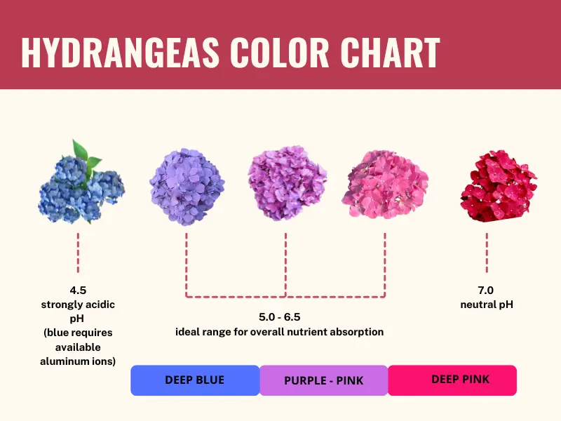hydrangea color change