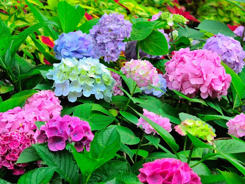 How to Change Hydrangea Color