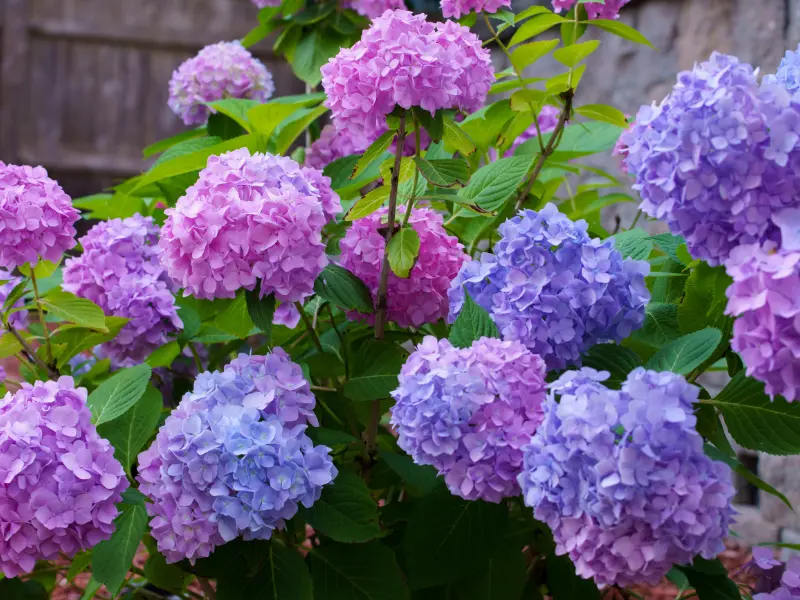 How to Change Hydrangea Color
