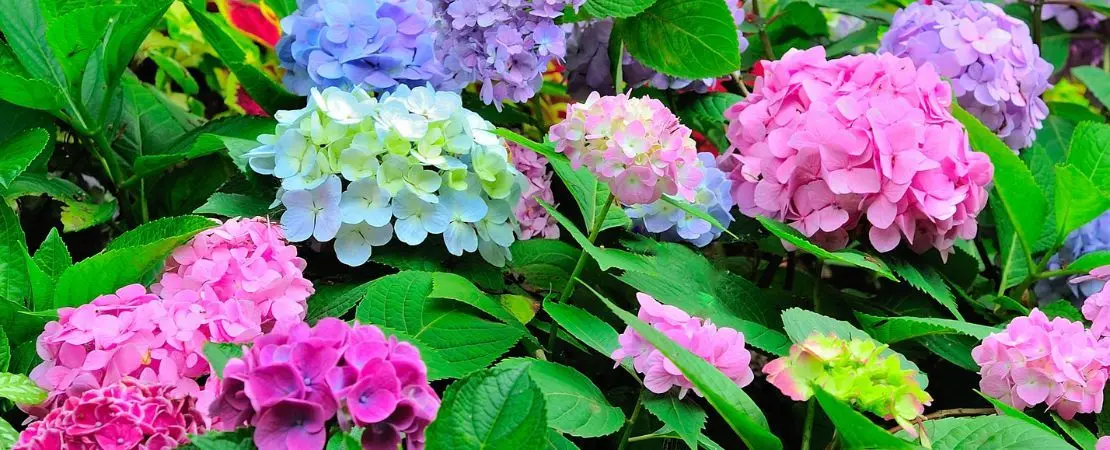 hydrangeas