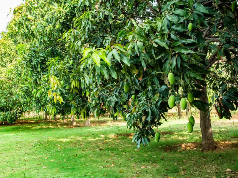 mango trees, A thriving mango tree in a well-maintained garden, showcasing healthy green foliage.