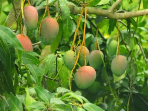 Green mangoes hanging from a tree, soon to ripen under the sun.