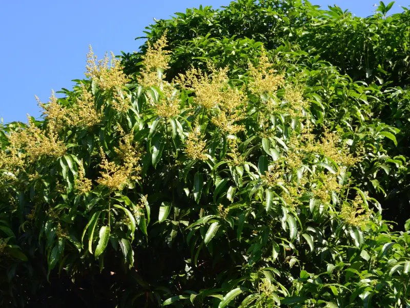 A mango tree covered in beautiful yellow flowers