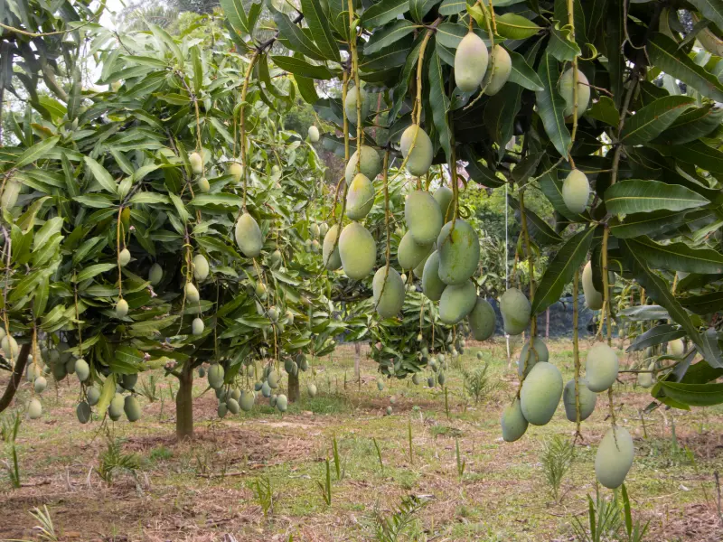 A mango farm filled with fruit-bearing trees, showcasing a successful harvest season.