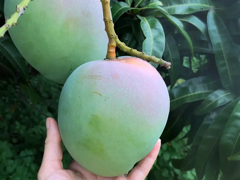Keitt Mango - cold hardy mango tree