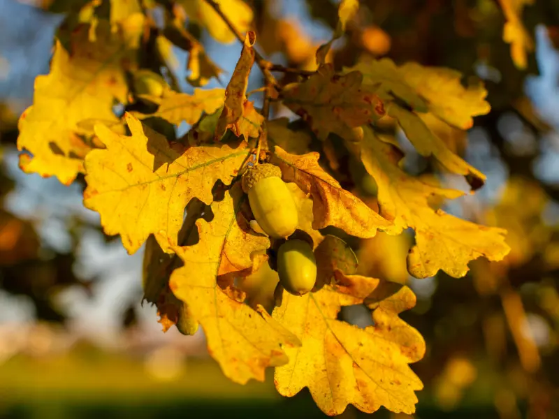 Yellow oak leaves