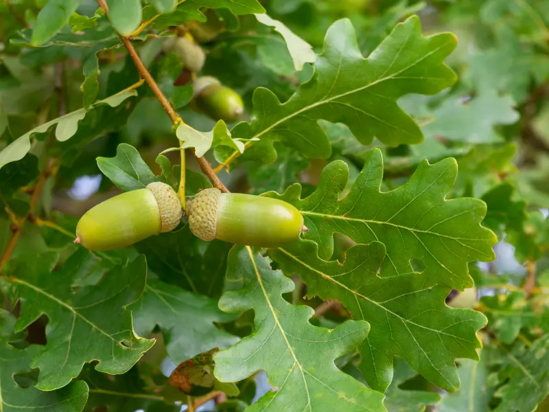 oak leaves and Acorns