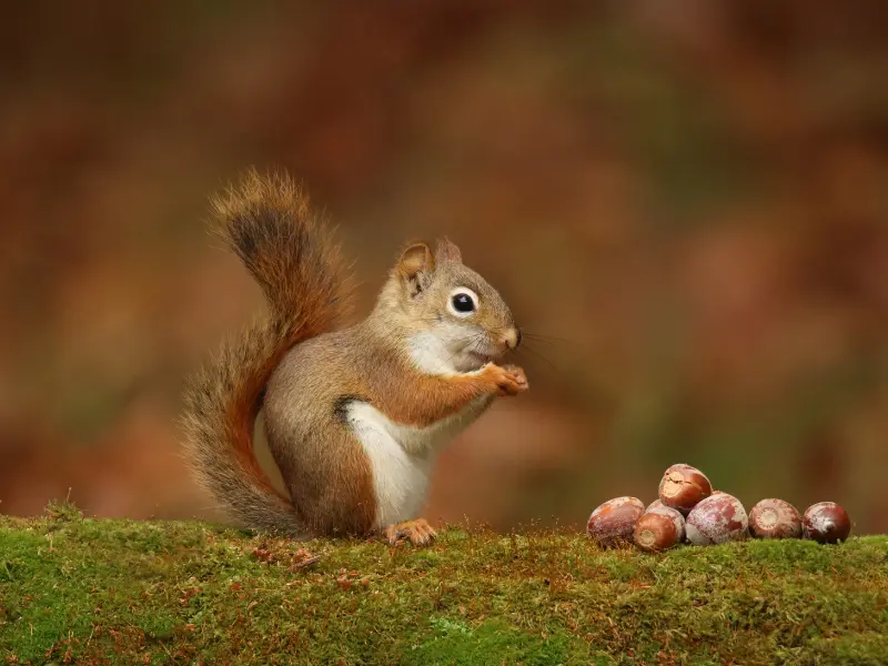 acorns and wildlife