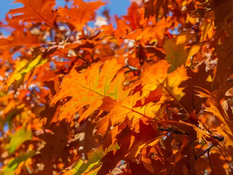 red oak leaves