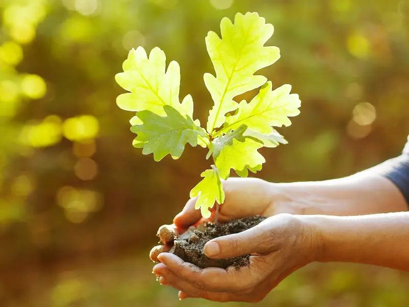 Growing Oak Trees: The Ultimate Guide for Healthy Growth