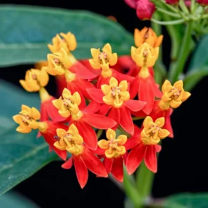 Butterfly Milkweed Live Plants - Asclepias Tuberosa Plants, 4-9 Inch Height - Outdoor Planting