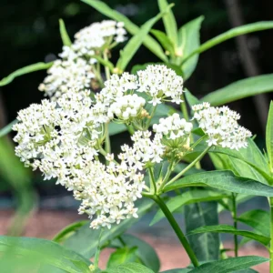 Butterfly Milkweed Live Plants - Asclepias Tuberosa Plants, 4-9 Inch Height - Outdoor Planting