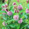 Butterfly Milkweed Live Plants - Asclepias Tuberosa Plants, 4-9 Inch Height - Outdoor Planting