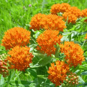 Butterfly Milkweed Live Plants - Asclepias Tuberosa Plants, 4-9 Inch Height - Outdoor Planting