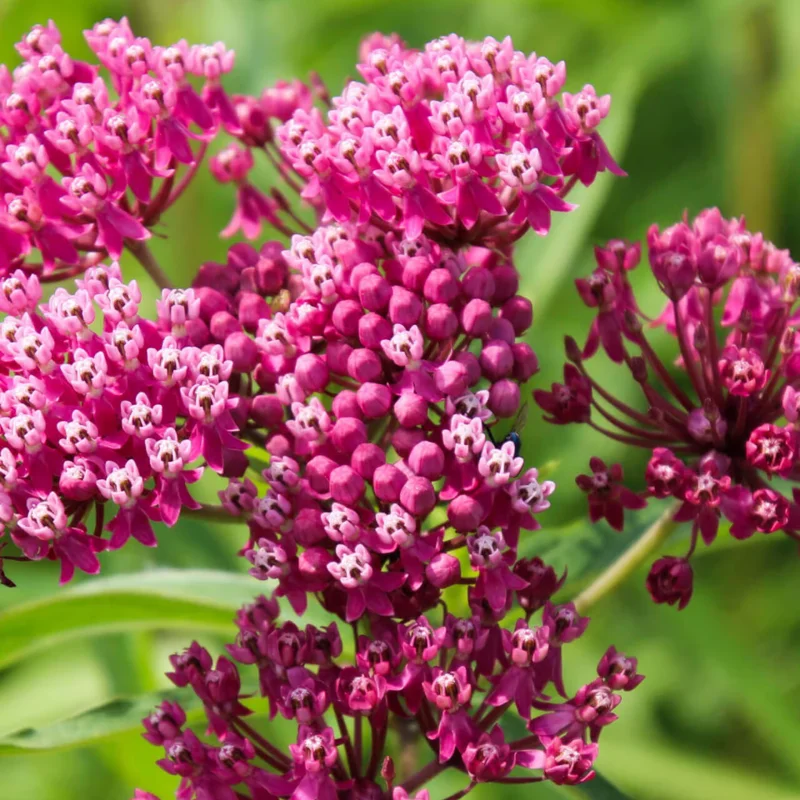 Swamp Pink Milkweed
