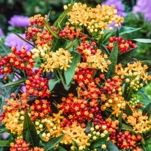 Butterfly Milkweed Live Plants - Pack of 4 Asclepias Tuberosa Perennial Flowers for Gardens