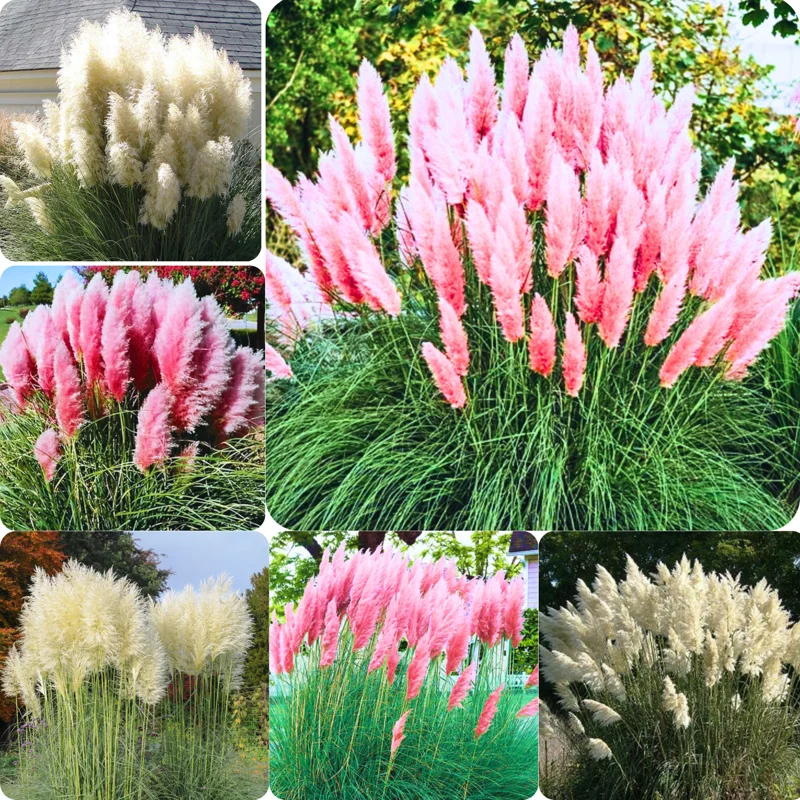 Pampas Grass Plants Pack of 3 Live Ornamental Grass Perennial