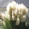 Pampas Grass Plants Pack of 3 Live Ornamental Grass Perennial