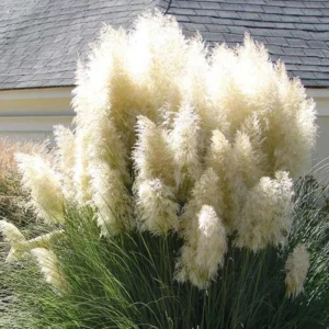 Pampas Grass Plants Pack of 3 Live Ornamental Grass Perennial