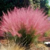Muhly Grass Live Plants - 3 Pack Ornamental Grass Clumps Perennial