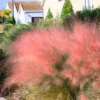 Mix Muhly Grass