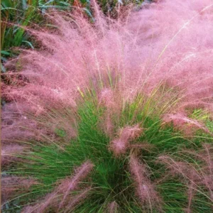 Pink Muhly Grass
