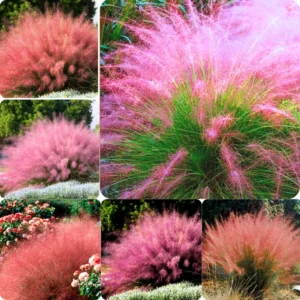 Muhly Grass Plants Live - Ornamental Perennial Grass - 5-9 Inch Height